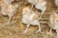 /album/galerie-de-photos-photos-et-videos1/poussins%20poules%20%c3%a0%20chairs-jpg/
